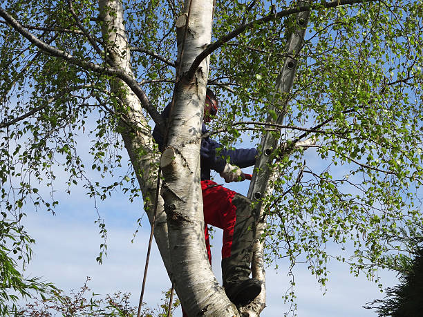 How Our Tree Care Process Works  in  Schenectady, NY