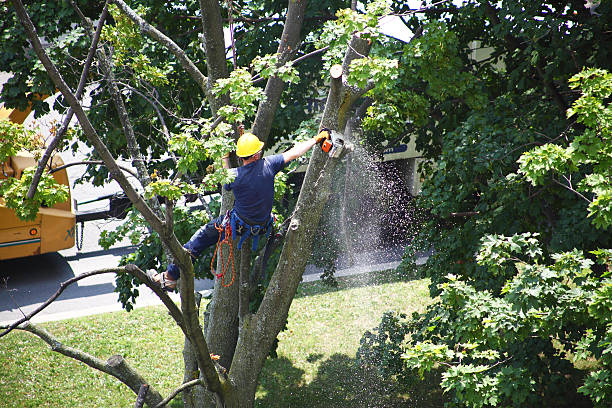 Best Hazardous Tree Removal  in Schenectady, NY